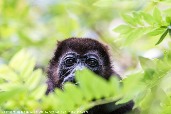 Portrait of a howler monkey Picture Board by Jason Wells