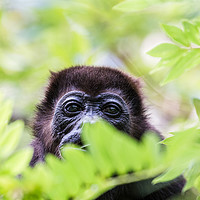 Buy canvas prints of Portrait of a howler monkey by Jason Wells