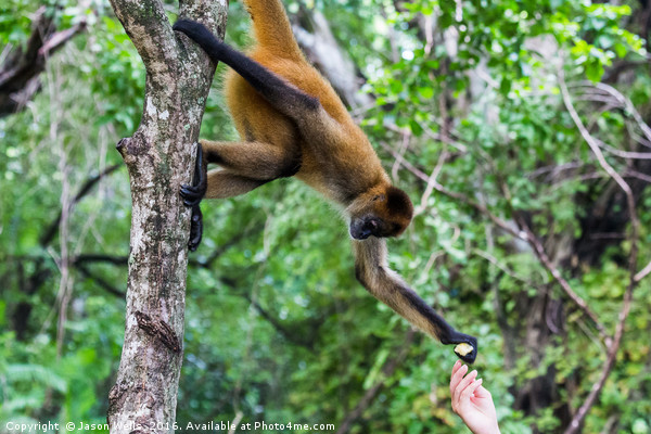 Hand feeding a spider monkey Picture Board by Jason Wells