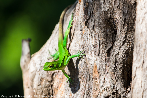 Green spiny lizard on a tree Picture Board by Jason Wells