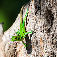 Buy canvas prints of Green spiny lizard on a tree by Jason Wells