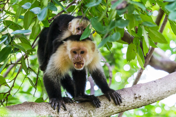 White faced capuchin protecting its baby Picture Board by Jason Wells