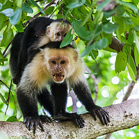 Buy canvas prints of White faced capuchin protecting its baby by Jason Wells