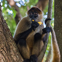 Buy canvas prints of Spider monkey snacking by Jason Wells
