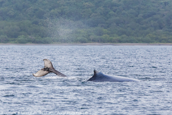 Mother & baby humpback whales playing in the water Picture Board by Jason Wells