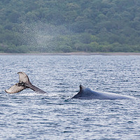 Buy canvas prints of Mother & baby humpback whales playing in the water by Jason Wells