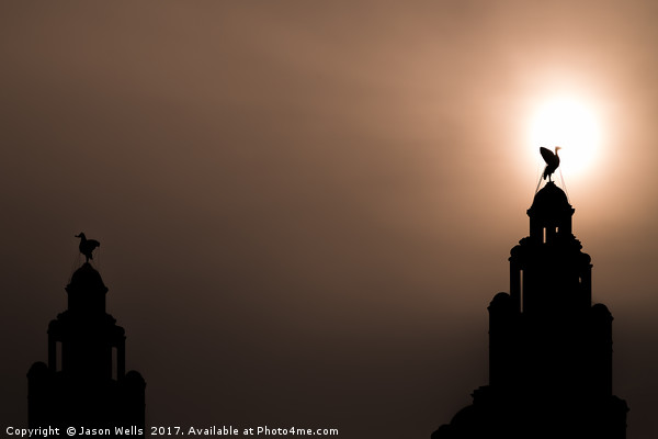 Silhouette of a Liver bird Picture Board by Jason Wells