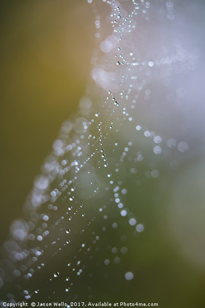 Looking through a damp cobweb Picture Board by Jason Wells