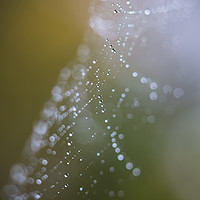 Buy canvas prints of Looking through a damp cobweb by Jason Wells