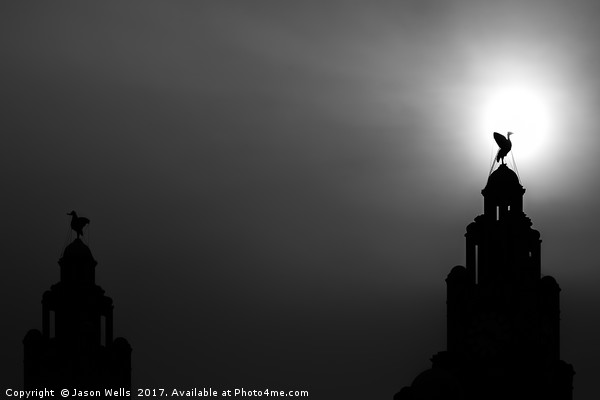 Silhouette of a Liver bird (monochrome) Picture Board by Jason Wells