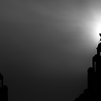 Buy canvas prints of Silhouette of a Liver bird (monochrome) by Jason Wells