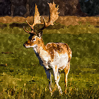 Buy canvas prints of Mature buck by Jason Wells