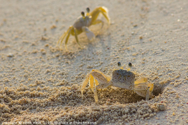 Ghost crab pair Picture Board by Jason Wells