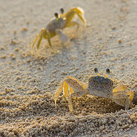 Buy canvas prints of Ghost crab pair by Jason Wells