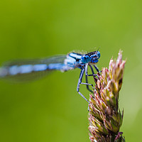 Buy canvas prints of Common Blue Damselfly roosting by Jason Wells