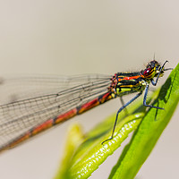 Buy canvas prints of Immature Large Red Damselfly by Jason Wells