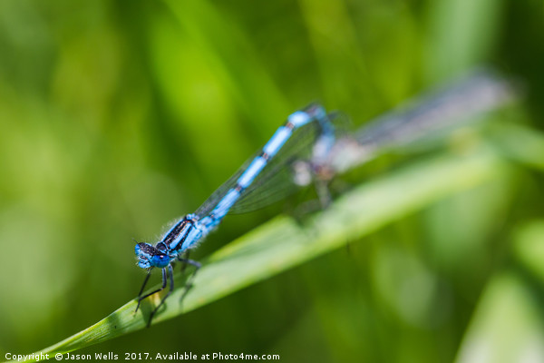 Common Blue Damselfly mating Picture Board by Jason Wells