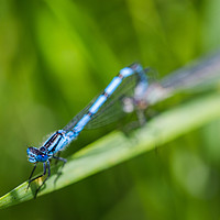 Buy canvas prints of Common Blue Damselfly mating by Jason Wells