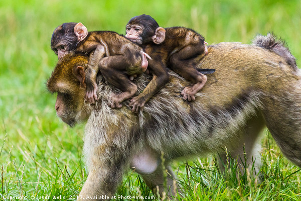 Two baby Barbary macaques hitching a ride Picture Board by Jason Wells