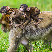 Buy canvas prints of Two baby Barbary macaques hitching a ride by Jason Wells