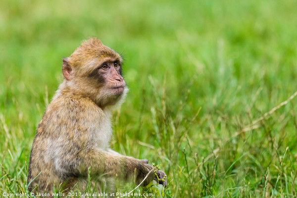 Infant Barbary macaque with a bunch of grapes Picture Board by Jason Wells