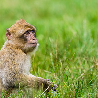 Buy canvas prints of Infant Barbary macaque with a bunch of grapes by Jason Wells