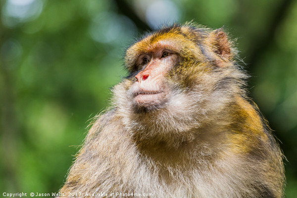 Barbary macaque enjoying some sunshine Picture Board by Jason Wells