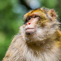 Buy canvas prints of Barbary macaque enjoying some sunshine by Jason Wells