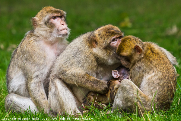 A family of Barbary macaques Picture Board by Jason Wells