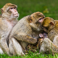 Buy canvas prints of A family of Barbary macaques by Jason Wells