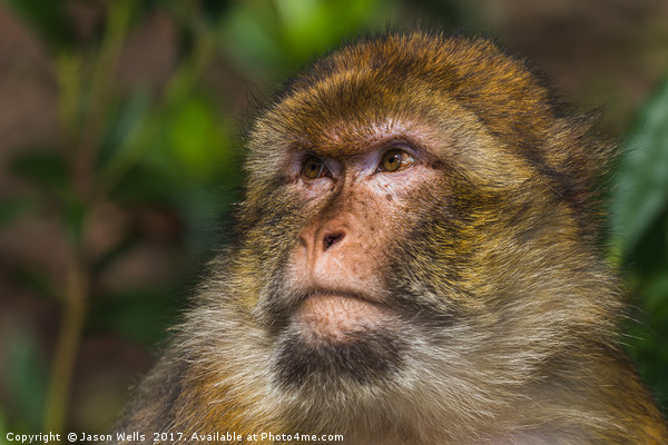 Portrait of an adult Barbary macaque Picture Board by Jason Wells