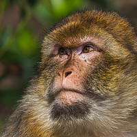 Buy canvas prints of Portrait of an adult Barbary macaque by Jason Wells