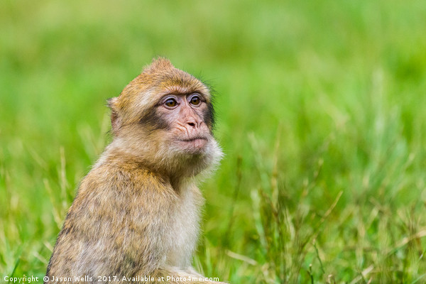 Young Barbary macaque with its mouth full of grape Picture Board by Jason Wells