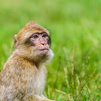 Buy canvas prints of Young Barbary macaque with its mouth full of grape by Jason Wells