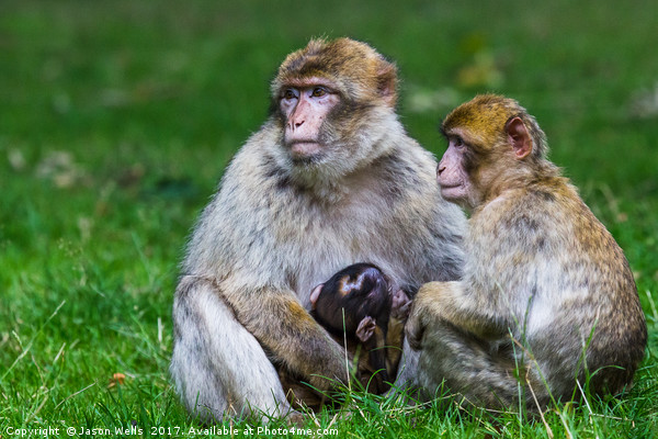 Family of Barbary macaques Picture Board by Jason Wells