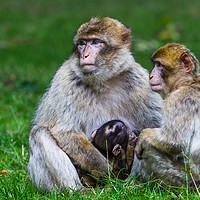 Buy canvas prints of Family of Barbary macaques by Jason Wells