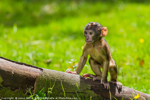 Climbing practice for a baby Barbary macaque  Picture Board by Jason Wells