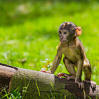 Buy canvas prints of Climbing practice for a baby Barbary macaque  by Jason Wells