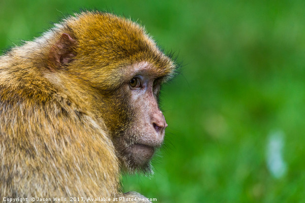 Adult Barbary macaque glances into the distance Picture Board by Jason Wells