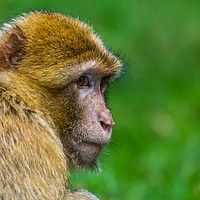 Buy canvas prints of Adult Barbary macaque glances into the distance by Jason Wells