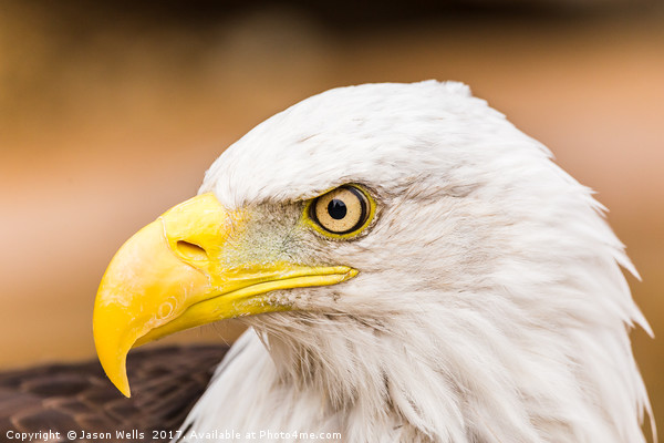 Bald Eagle glances to one side Picture Board by Jason Wells