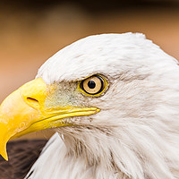 Buy canvas prints of Bald Eagle glances to one side by Jason Wells