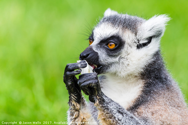 Ring-tailed lemur eating Picture Board by Jason Wells