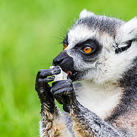 Buy canvas prints of Ring-tailed lemur eating by Jason Wells