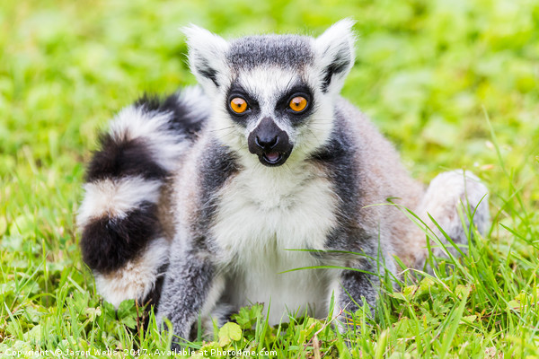 Portrait of a Ring-tailed lemur Picture Board by Jason Wells