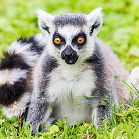 Buy canvas prints of Portrait of a Ring-tailed lemur by Jason Wells