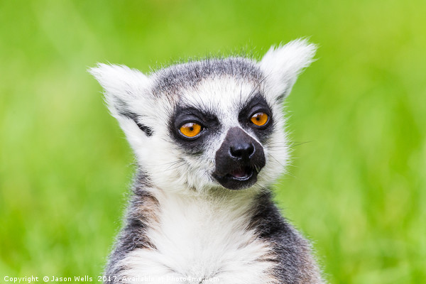 Ring-tailed lemur chewing Picture Board by Jason Wells