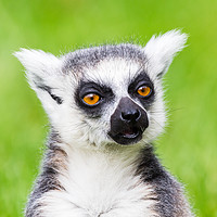 Buy canvas prints of Ring-tailed lemur chewing by Jason Wells