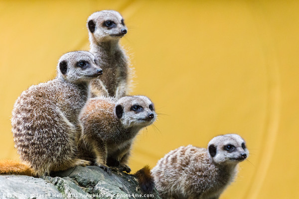 Meerkats on the look out Picture Board by Jason Wells