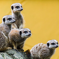 Buy canvas prints of Meerkats on the look out by Jason Wells